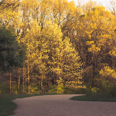 Beautiful natural landscape of the forest woods with a dirt path during the golden hour