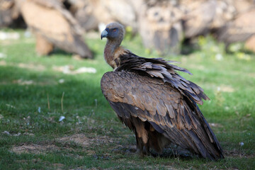 The griffon vulture (Gyps fulvus), feeding on carcass. A large vulture in the foreground and a large flock of others in the background. A typical view of vultures feeding on a feed field.