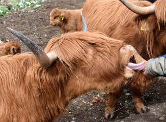 Highlander