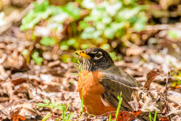 a robin sits on the ground