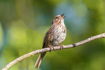 Small female sparrow sitting on a branch
