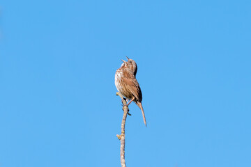 Small female sparrow sitting on a branch