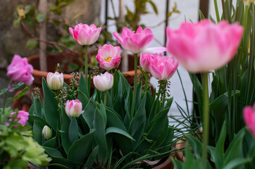 Pink tulips in terra cotta pots. Image with selected focus. Focus on back flowers