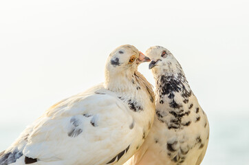 Two white pigeon