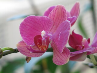 primo pianto fiore orchidea viola