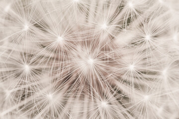 Close up Macro of the Fluffy White Seeds of a. Wild Dandelion Flower