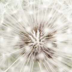 Close up Macro of the Fluffy White Seeds of a Wild Dandelion Flower