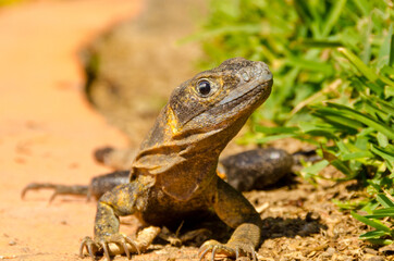 iguana on green grass lawn