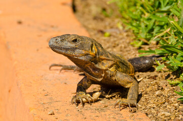 Fototapeta premium iguana on green grass lawn