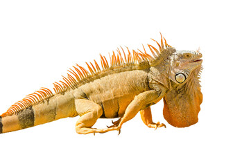 iguana on white background