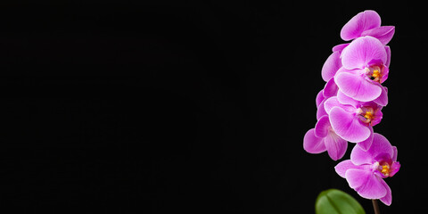 Fototapeta na wymiar Sprig of purple Phalaenopsis orchid on a black background. Close-up. Copy space. Banner.