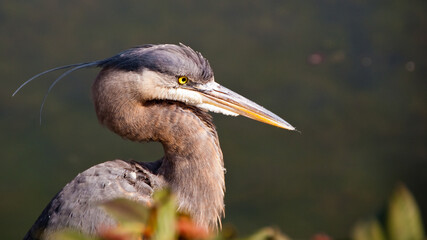 Great Blue Heron in Downtown of Vancouver, Canada.