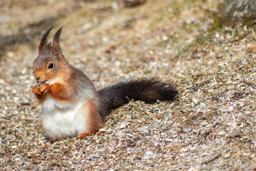 Naklejka na ściany i meble European squirrel (Sciurus vulgaris) in the garden, eating sunflower seeds