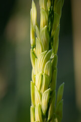 Fototapeta premium Rice grains that can be used to produce Rice milk, is a plant milk made from rice.