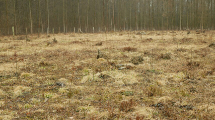 Stump planted planting oak growing newly new trees young seedling sapling making way wood larva, clear cut calamity wood, opening part hole floodplain forest wood plants, folded stem fence fencing