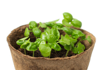 Young basalika sprouts in a peat slide close-up. The concept of gardening, harvest, planting beds