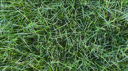 Background, texture of green grass.  Lawn.  The lawn is not mowed.  Wallpaper, top view, copy space.