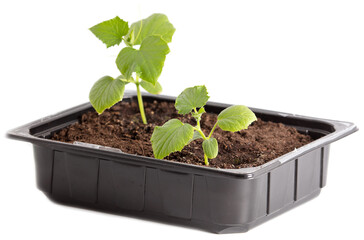 Small cucumber plant in the ground isolated on a white