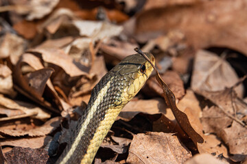 Eastern Garter Snake in Springtime