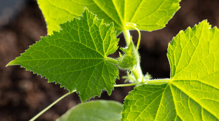 Close up of green leaves on a cucumber plant.