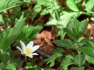Wood anemone, Anemone nemorosa, a pretty spring flower of ancient woodlands with delicate purple streaked petals surrounding a cluster of distinctive yellow anthers. Shot with wide open petals 
