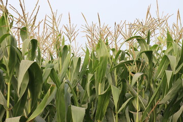 green colored Maize tree firm with flower for harvest