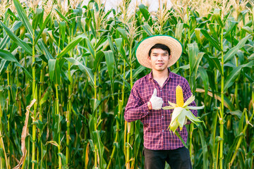 A farmer man in Asia wears a red plaid shirt with a hat and gloves. Stand holding a yellow corn with a thumbs up. Behind it is a corn garden.copy space