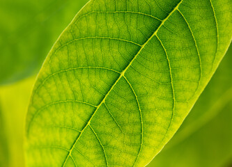 Close up of green leaf as background.