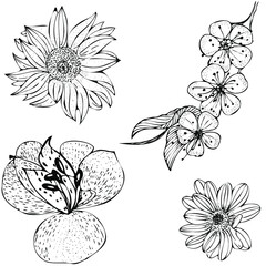 set of flowers. Hand-drawn graphics. Line art. 