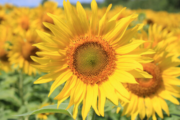 bright yellow sunflower at the time of ripening