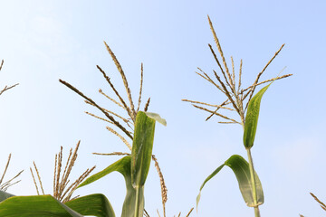 green colored Maize tree firm with flower for harvest
