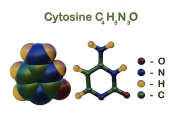Structural chemical formula and molecular model of cytosine, one of the four main bases found in DNA and RNA, along with adenine, guanine, thymine. 3d illustration