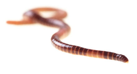 Earthworm on a white background.