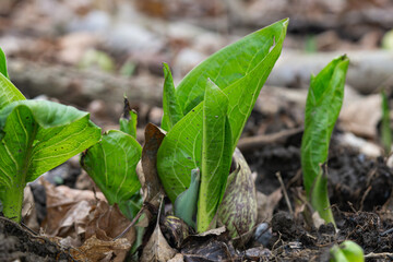 Eastern Skunk Cabbage Emerging in Springtime