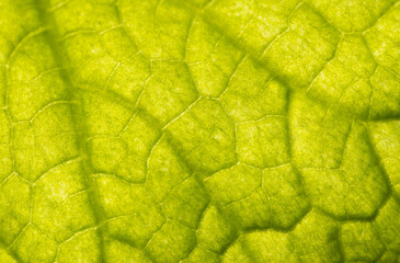 Obraz premium Close up of green leaf as background.