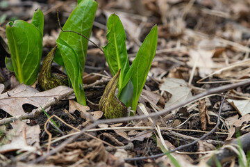 Eastern Skunk Cabbage Emerging in Springtime