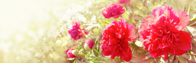 Red peonies in rays of summer light greeting card. Red peonies bush