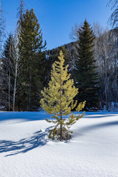 United States, Idaho, Sun Valley, Single pine tree in snow