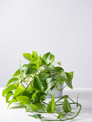 home plant scindapsus in a  pot on a white background. Pandemic hobbies and urban gardening