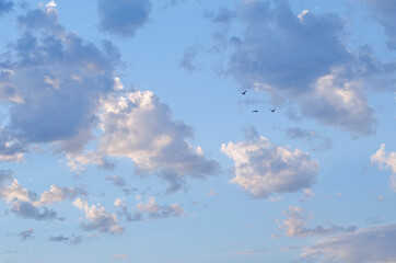 Beautiful sky with clouds and flock of birds