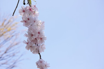 青空をバックに枝垂れ桜をアップで撮影