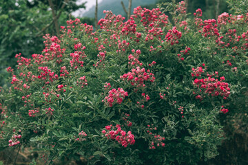 Shrub rose, small roses, garden, flowers for the garden, pink roses, nature, background, garden, plants