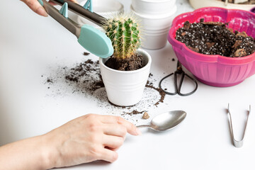 Woman repotting cactai into white ceramic pot