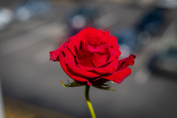 red rose beautiful flower love nature bloom