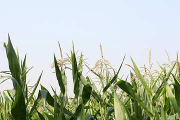green colored Maize tree firm with flower for harvest