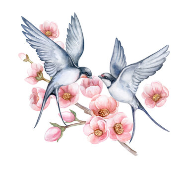 Swallow witt flowers. Couple in love. Birds in flight isolated on white background. Watercolor. Illustration. Template. Two Swallows realistic..