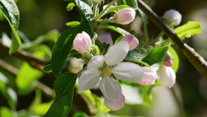 Apfelbaumblüte in zartrosa und weiß