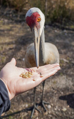 Animal encounter feeding big bird Sandhill Crane with red heart shape patch on forehead 