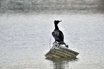 A black Great Cormorant perched on a broken sign in the water of a lake in Oss, Netherlands