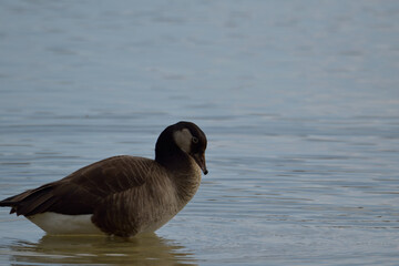 A beautiful brown Canadian goose standing in the water of a lake in Oss, Netherlands